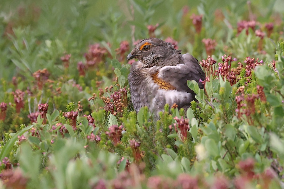 Sooty Grouse - ML645952984