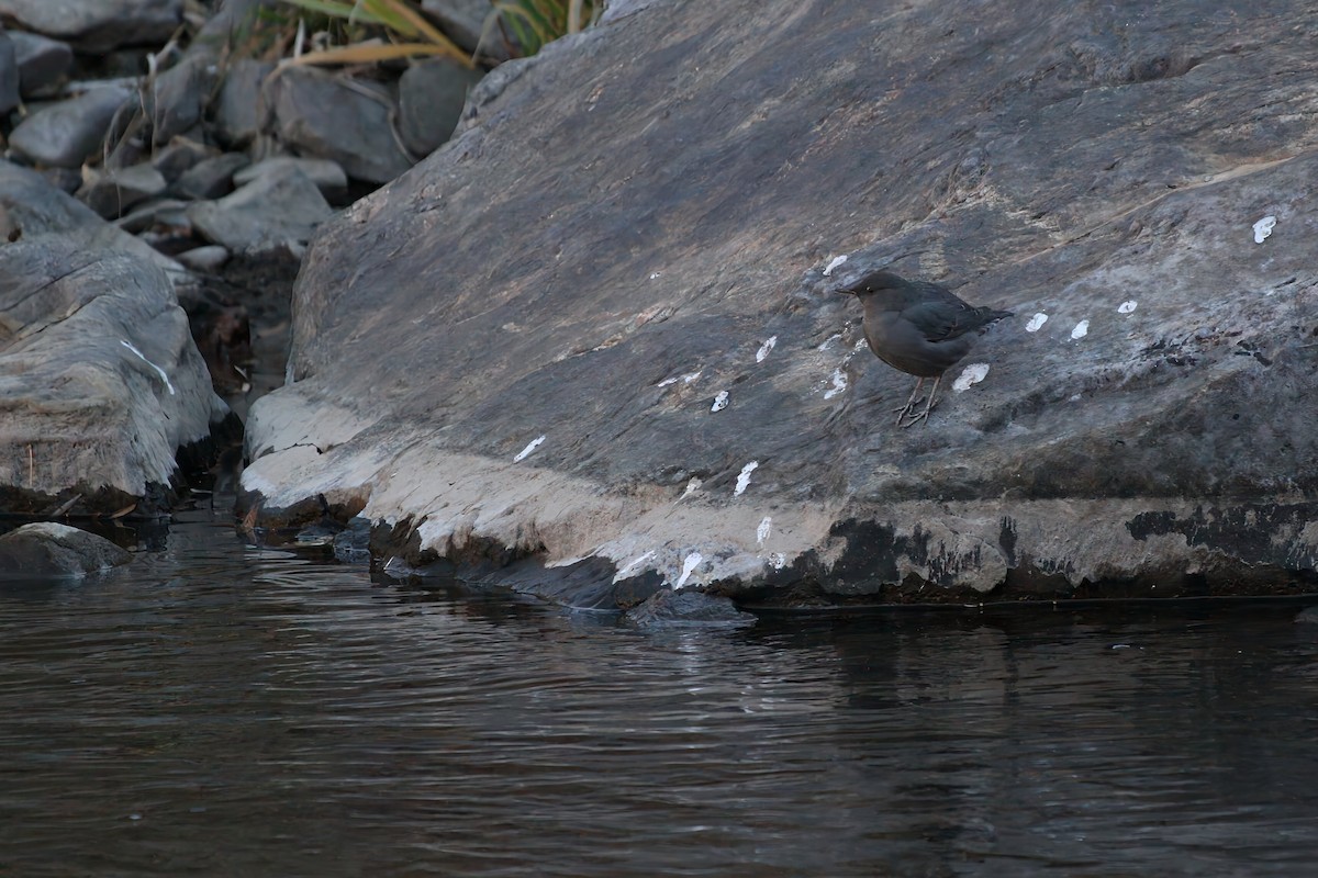 Ur-zozo iparramerikarra - ML645952985