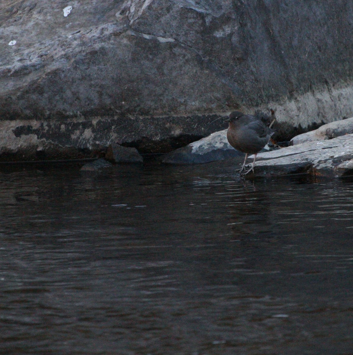 Ur-zozo iparramerikarra - ML645952986