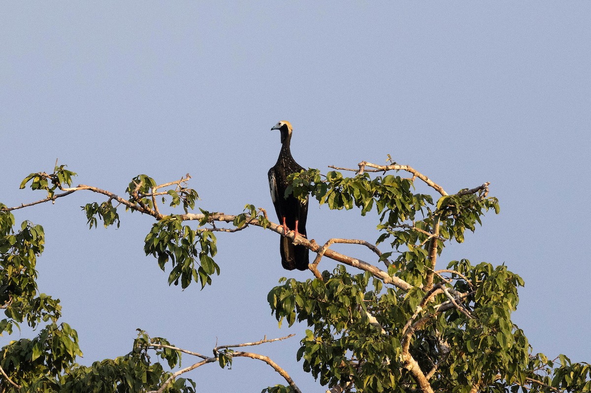 Абурі-крикун білоголовий - ML645952988