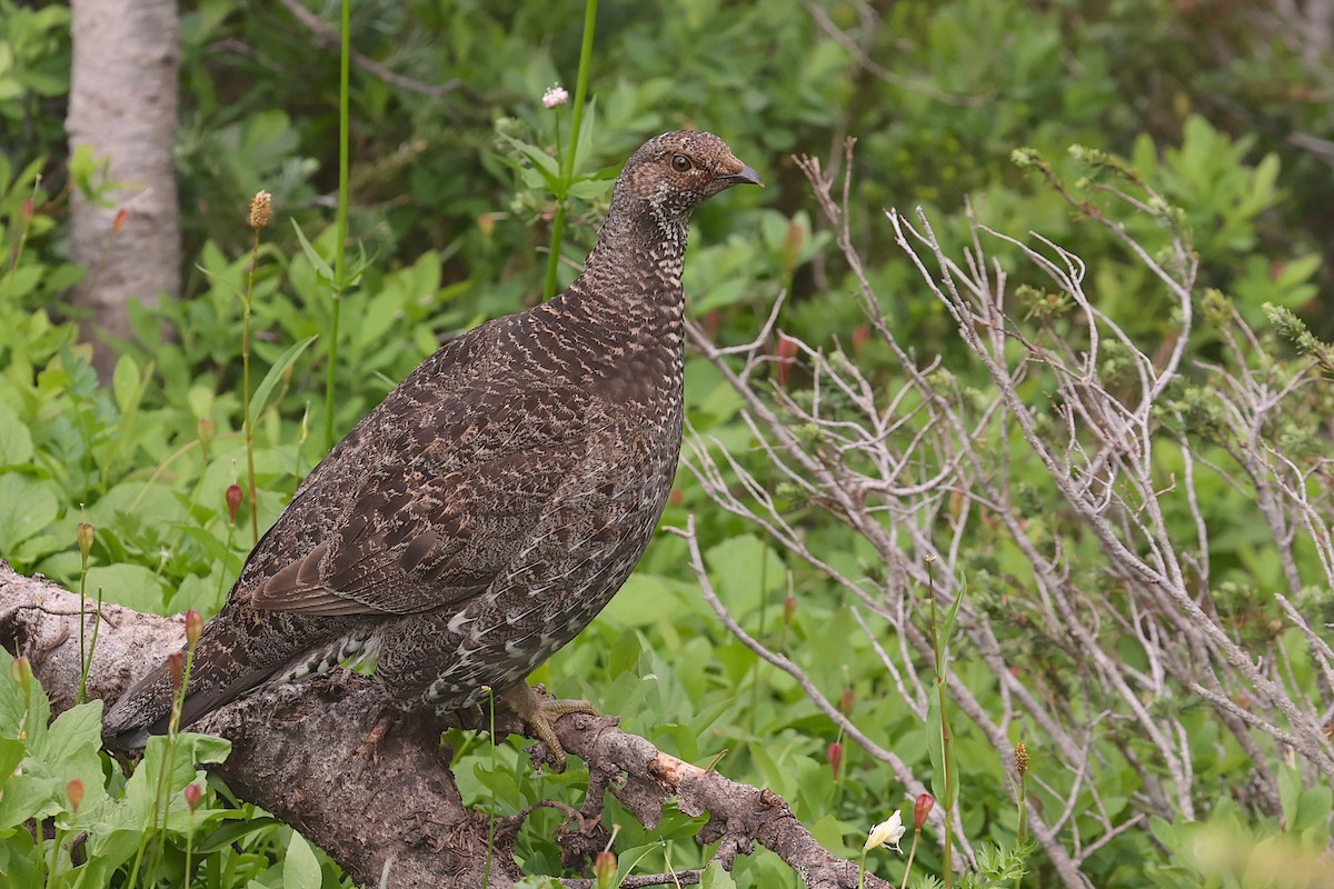 Sooty Grouse - ML645952993