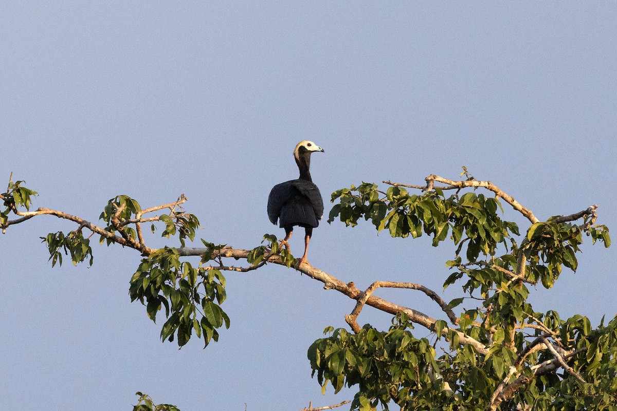 Абурі-крикун білоголовий - ML645952996