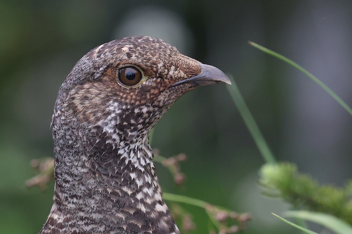 Sooty Grouse - ML645953000