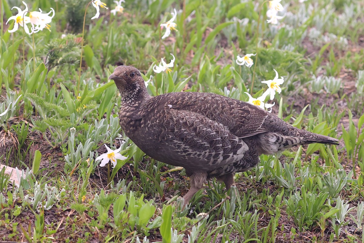 Sooty Grouse - ML645953003