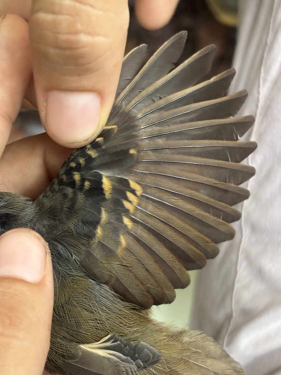 White-eyed Stipplethroat - ML645953004