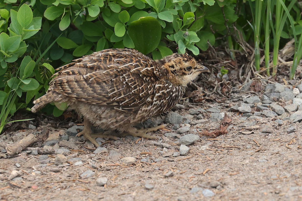 Sooty Grouse - ML645953007