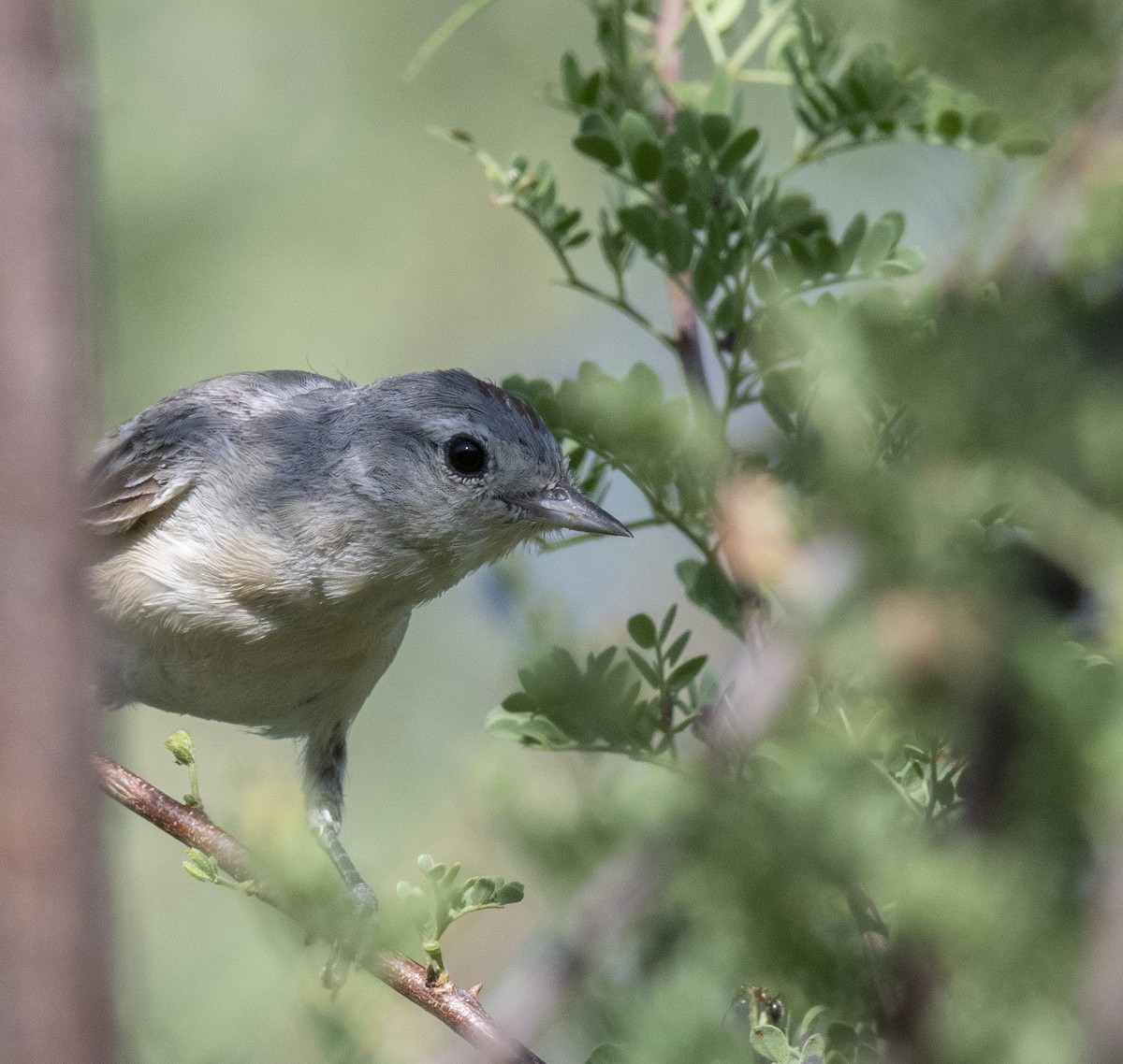 Paruline de Lucy - ML645953010