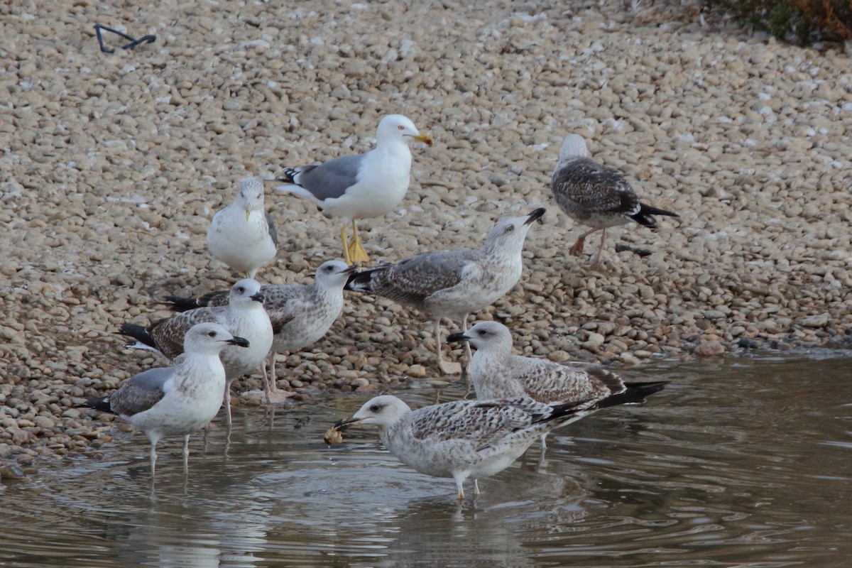 Yellow-legged Gull - ML645953017