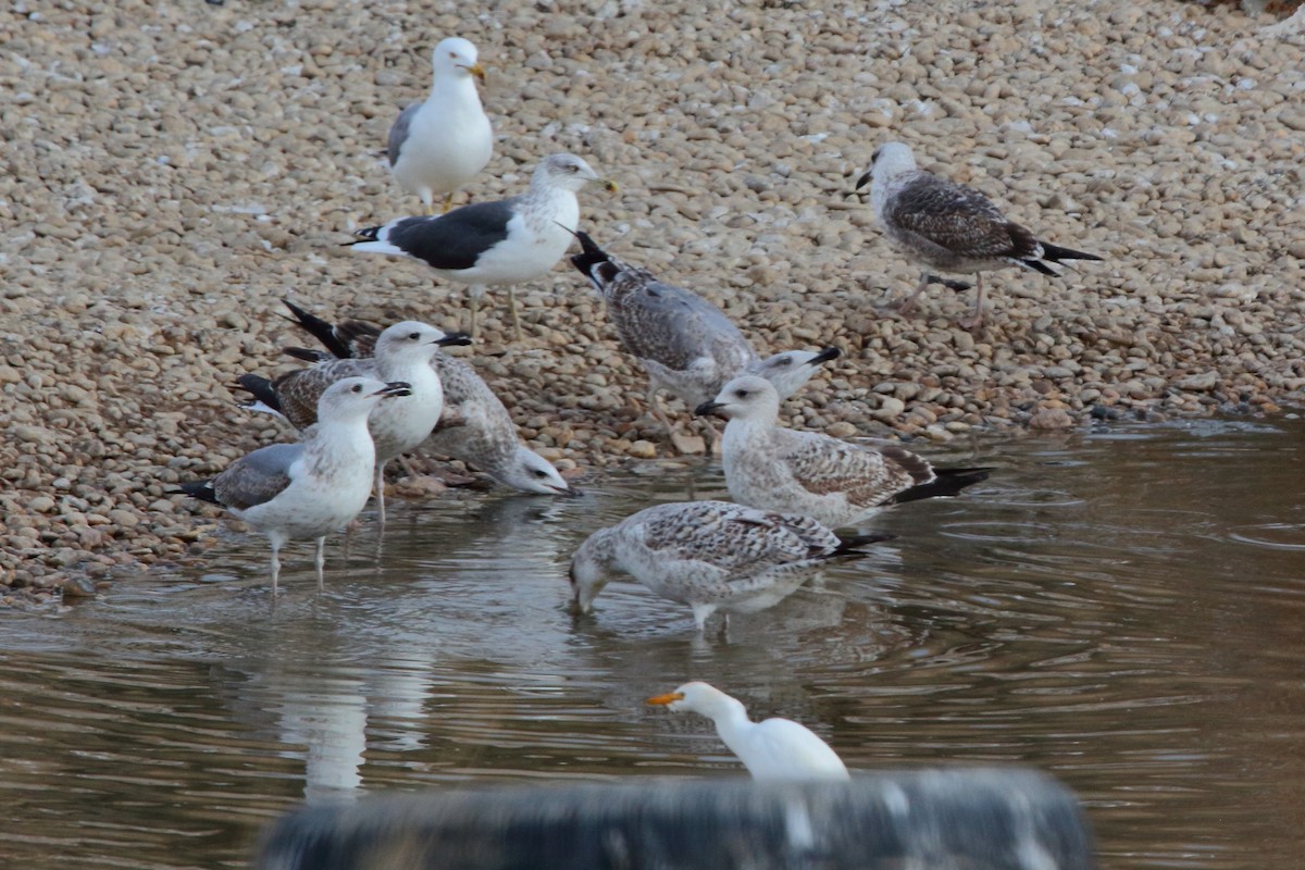 Yellow-legged Gull - ML645953018