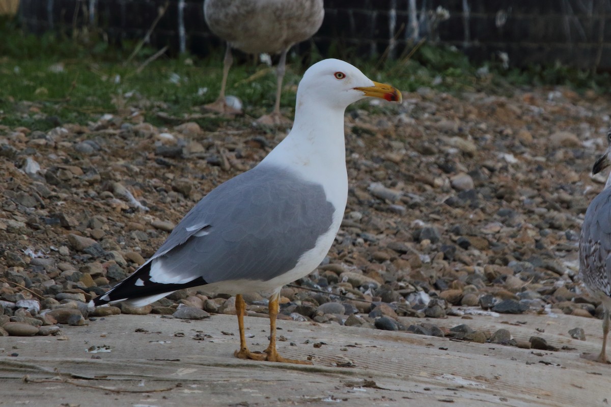 Yellow-legged Gull - ML645953019