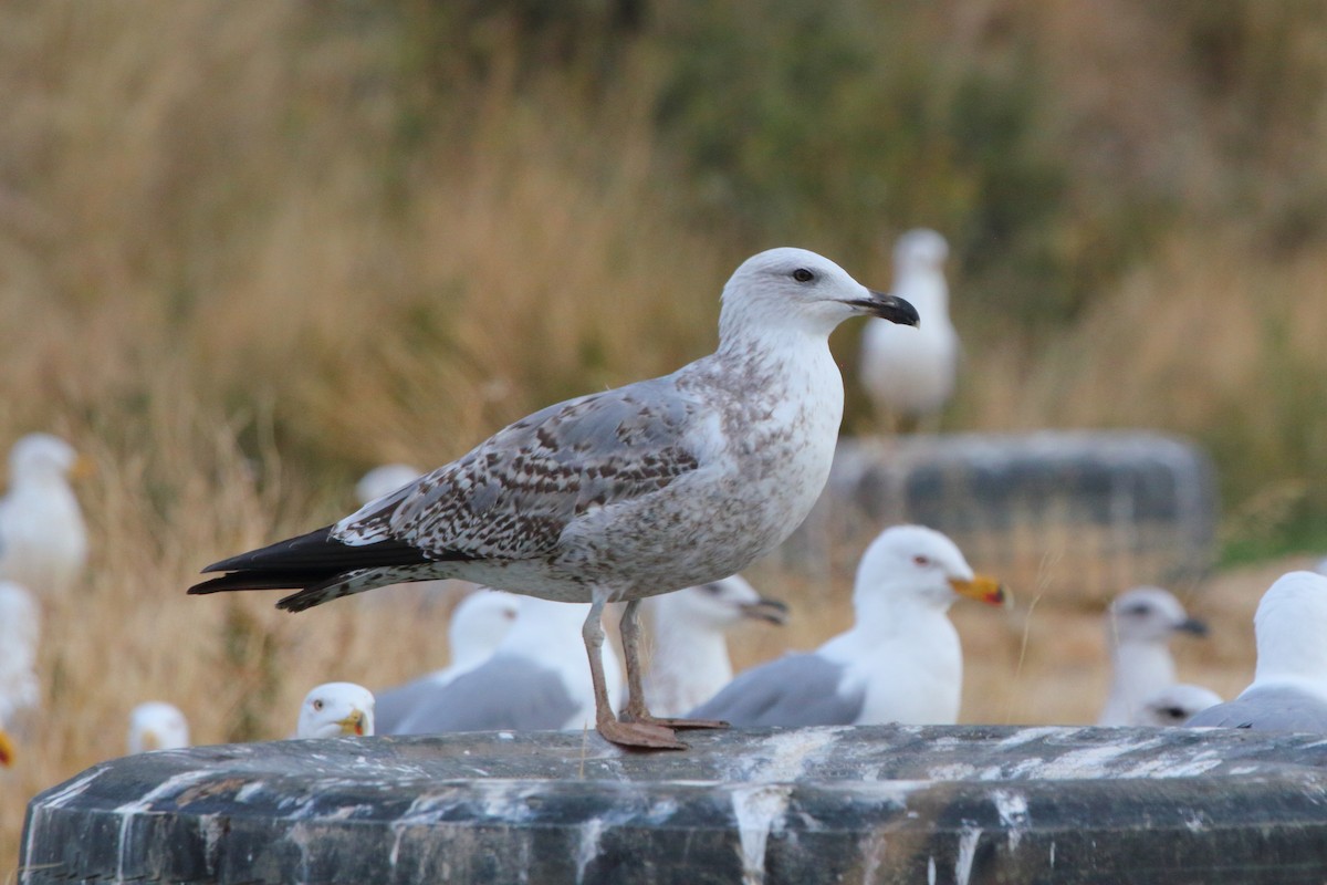 Yellow-legged Gull - ML645953020