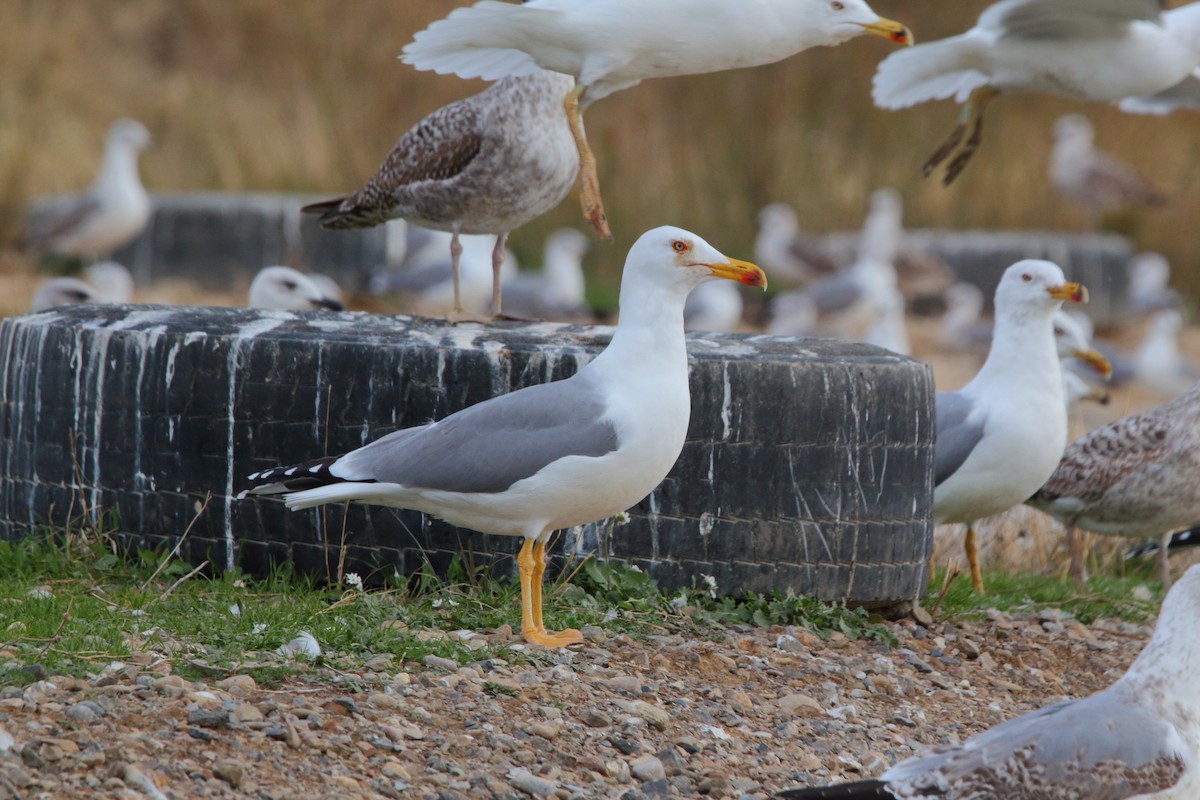 Yellow-legged Gull - ML645953021