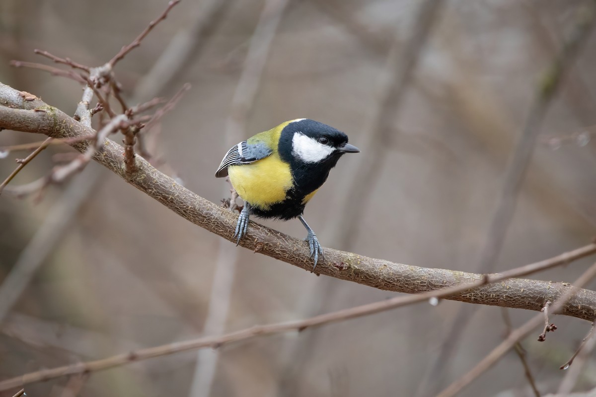 Great Tit - ML645953025