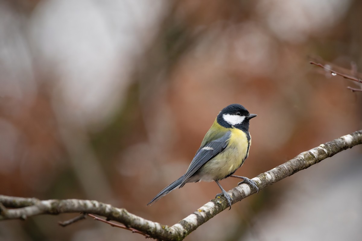 Great Tit - ML645953026