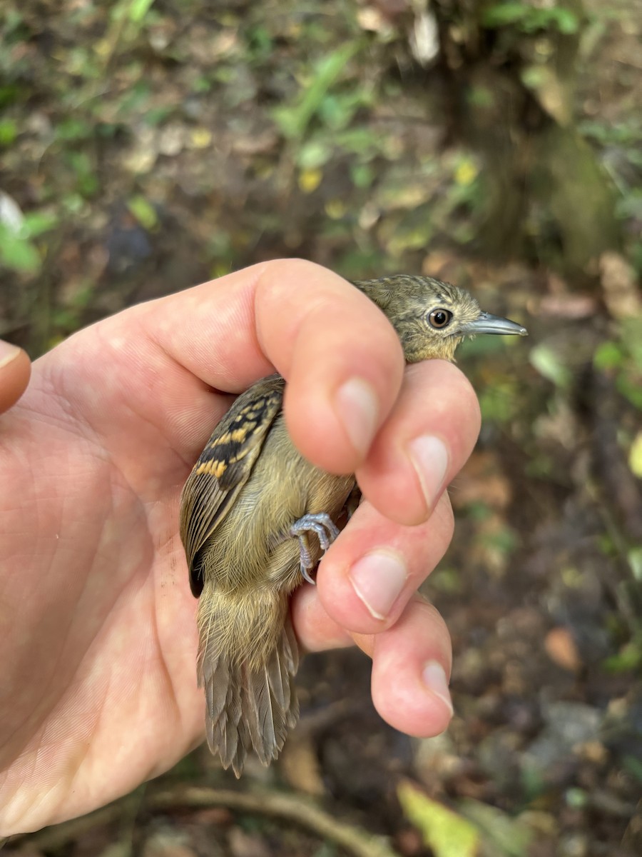 White-eyed Stipplethroat - ML645953029