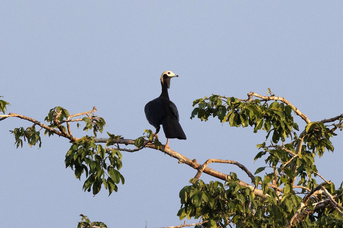 Абурі-крикун білоголовий - ML645953036