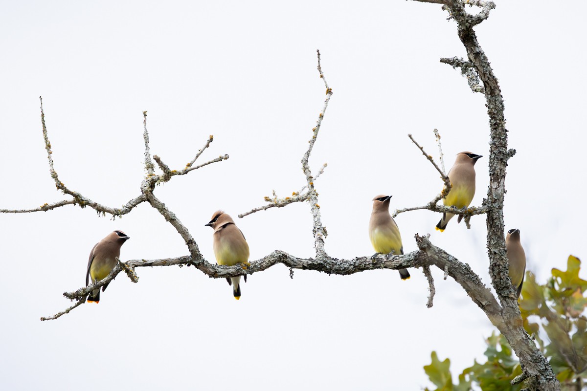 Cedar Waxwing - ML645953037
