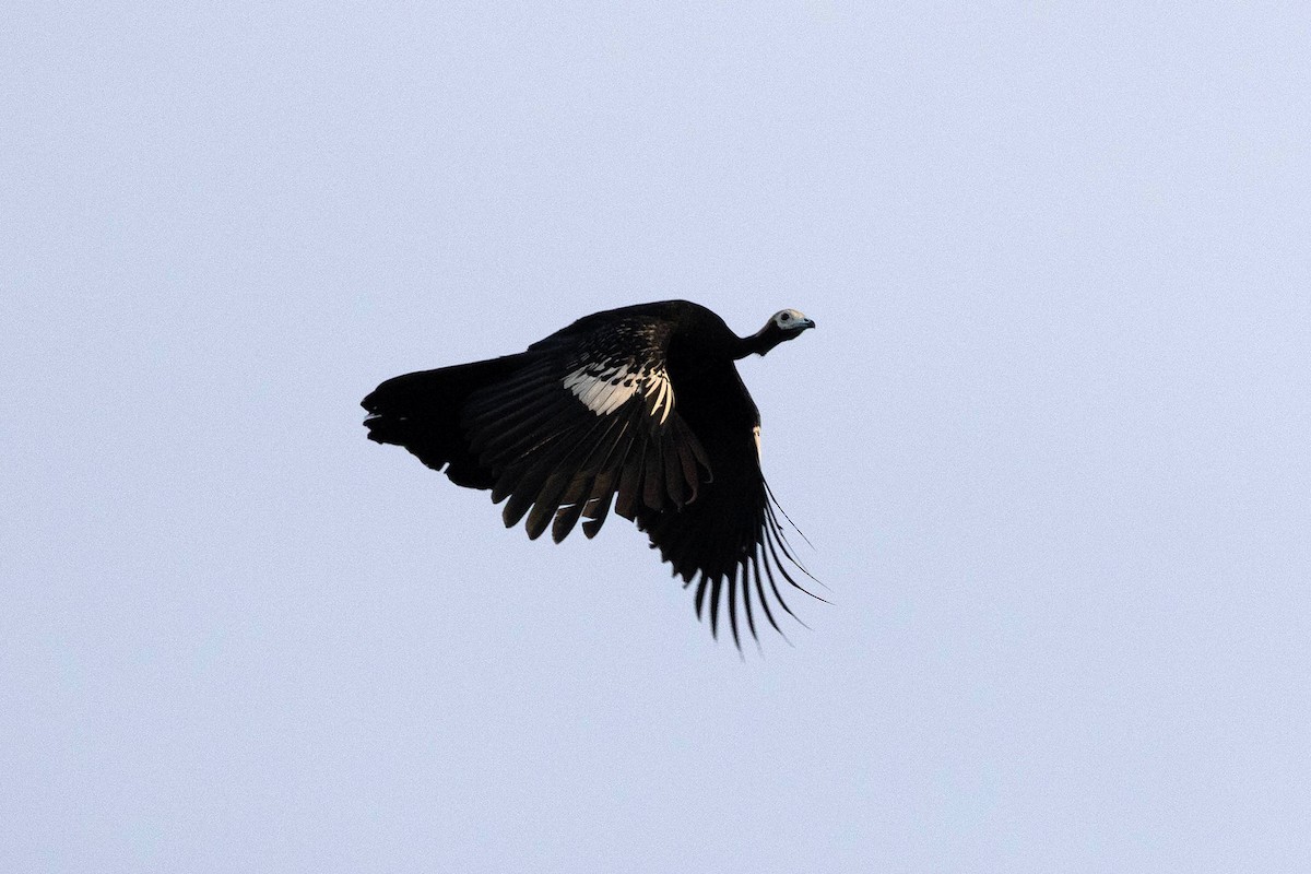 Абурі-крикун білоголовий - ML645953042