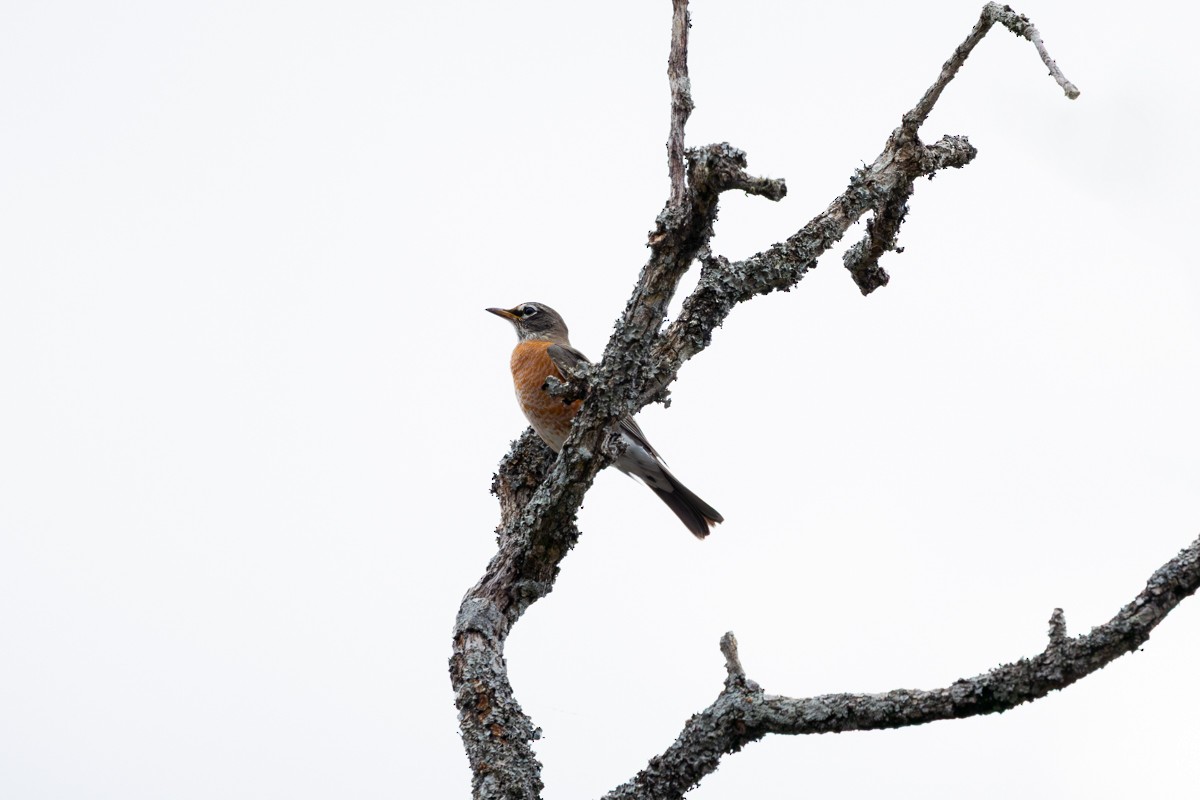 American Robin - ML645953045
