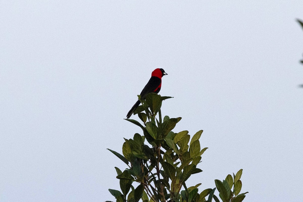 Masked Crimson Tanager - ML645953047