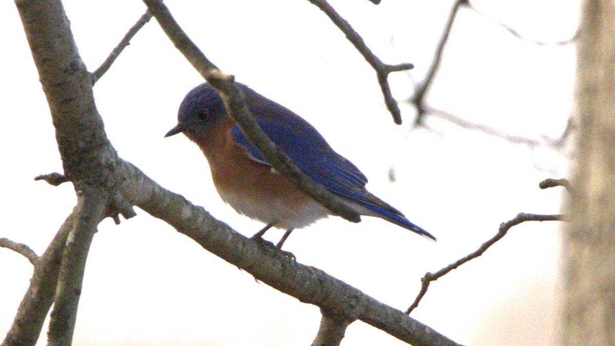 Eastern Bluebird - ML645953048