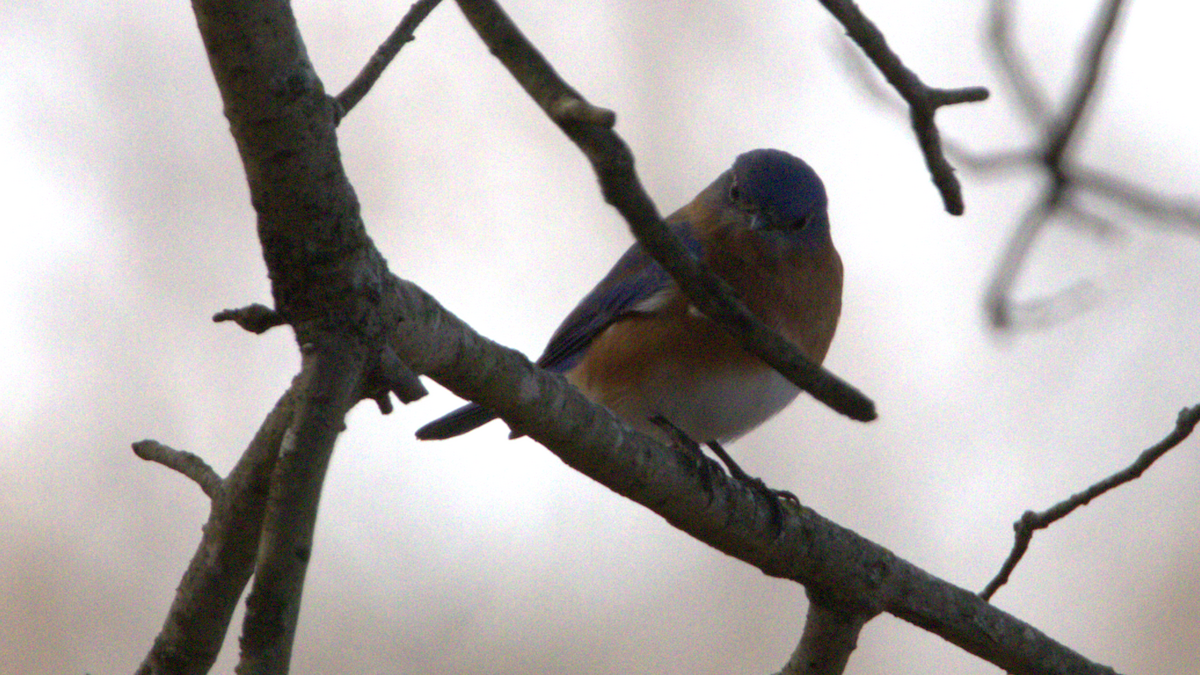 Eastern Bluebird - ML645953049