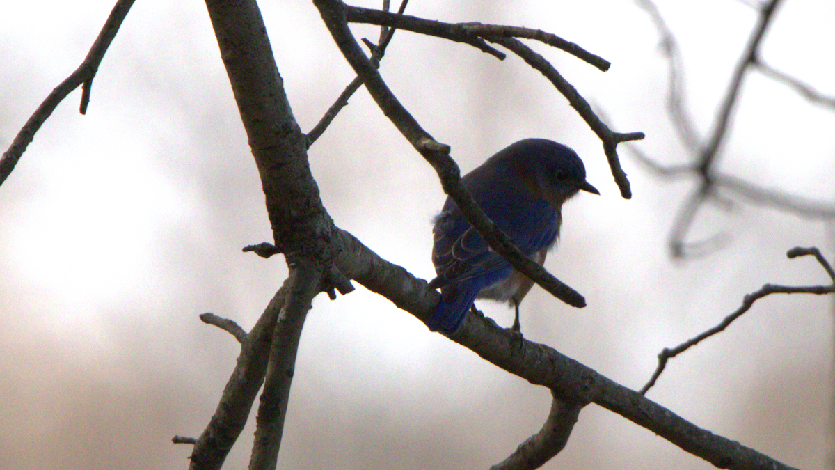 Eastern Bluebird - ML645953050