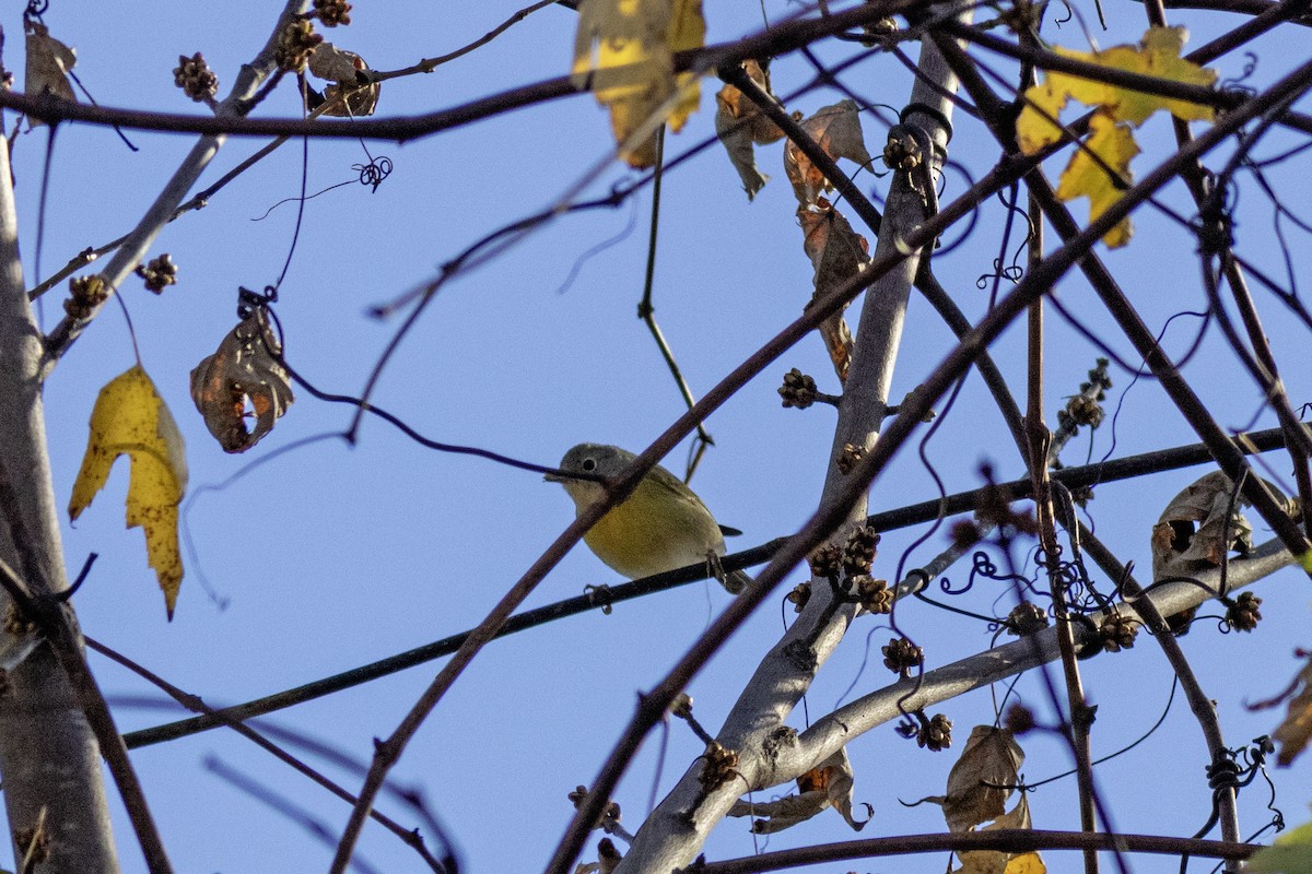 Nashville Warbler - ML645953056