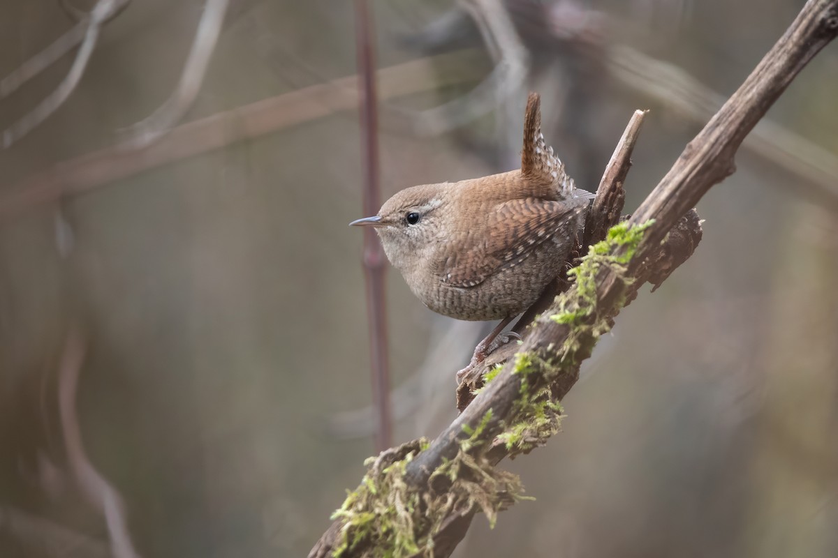 Eurasian Wren - ML645953057