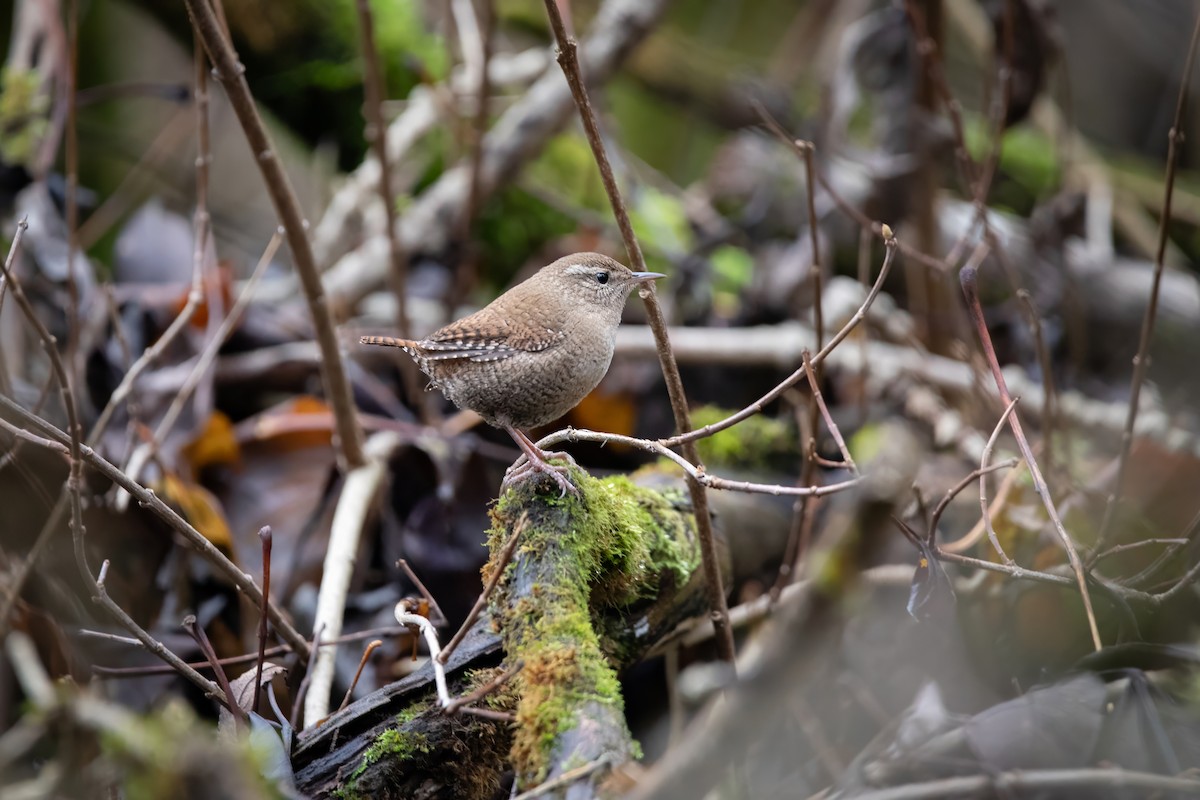 Eurasian Wren - ML645953058