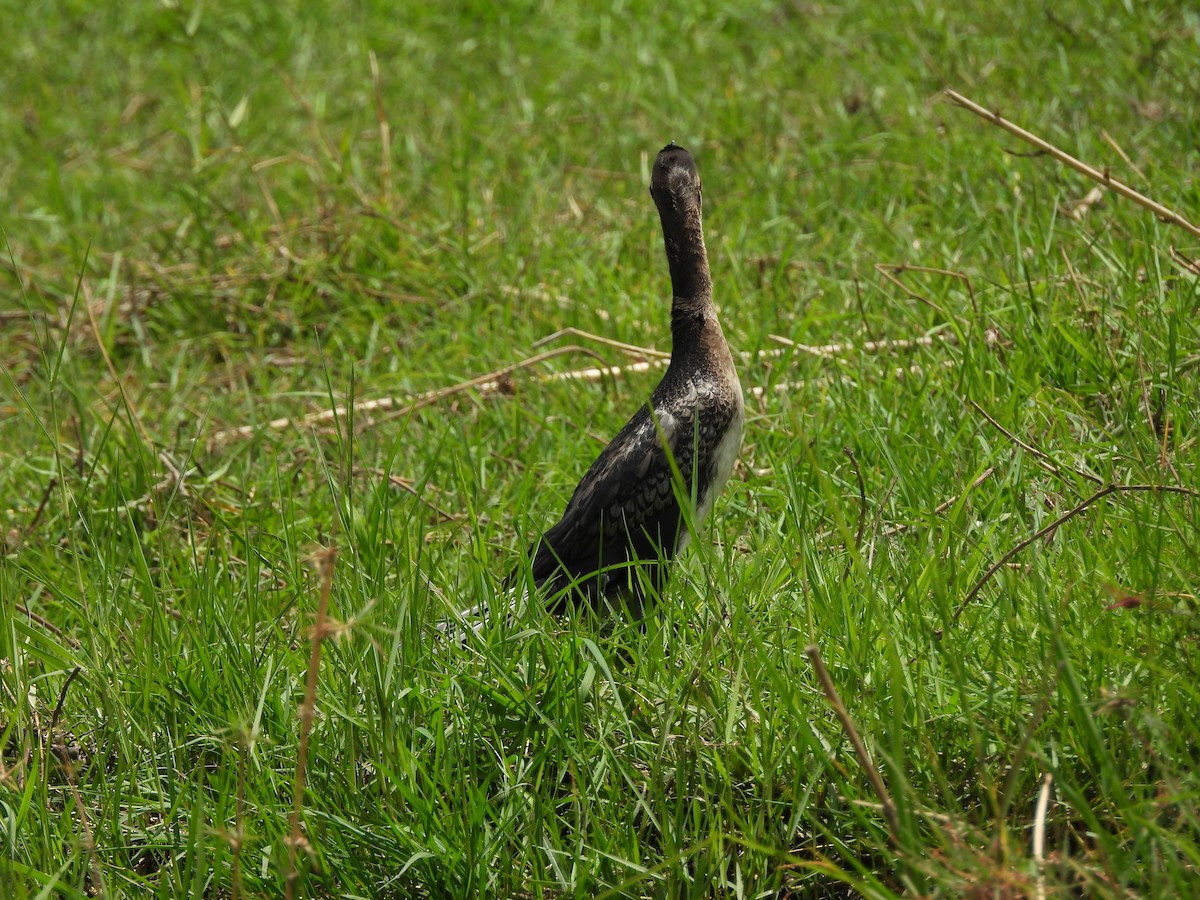 Uzun Kuyruklu Karabatak - ML645953061