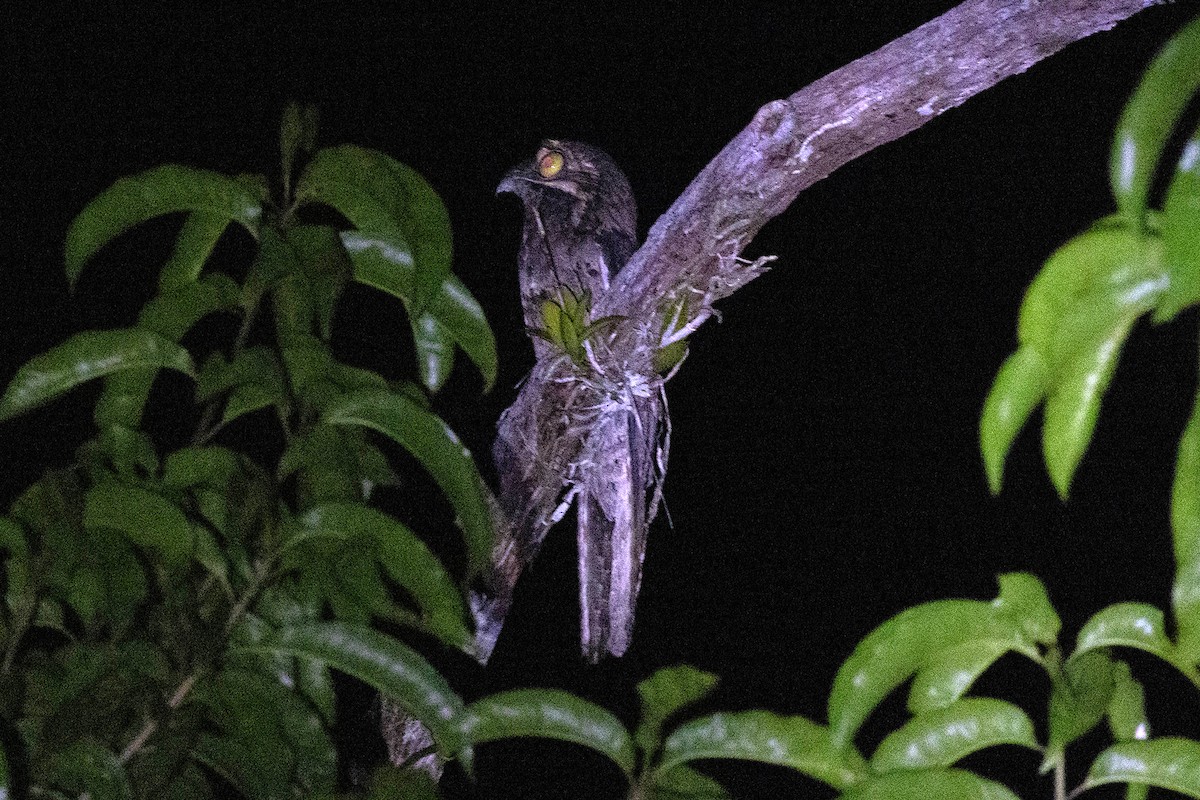 Common Potoo - ML645953072