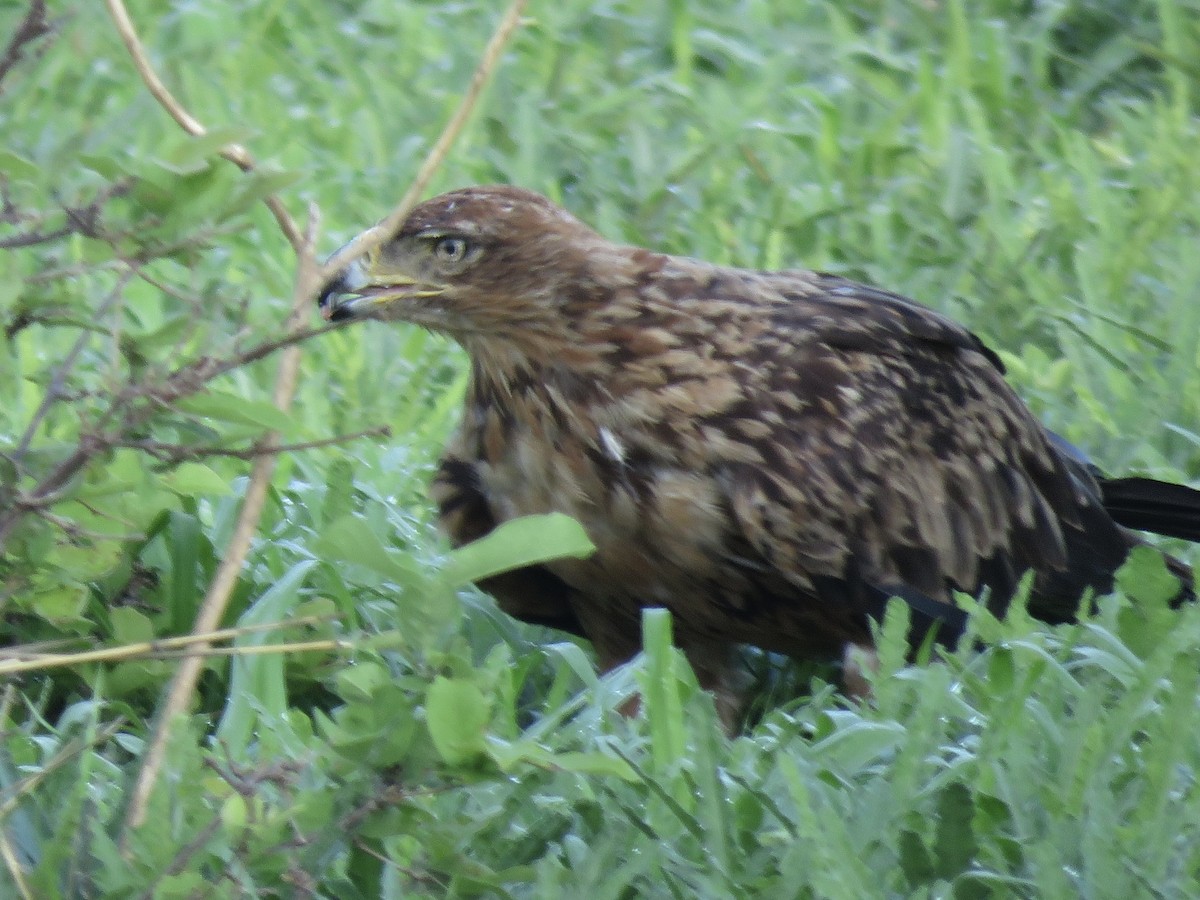 savanneørn - ML645953073