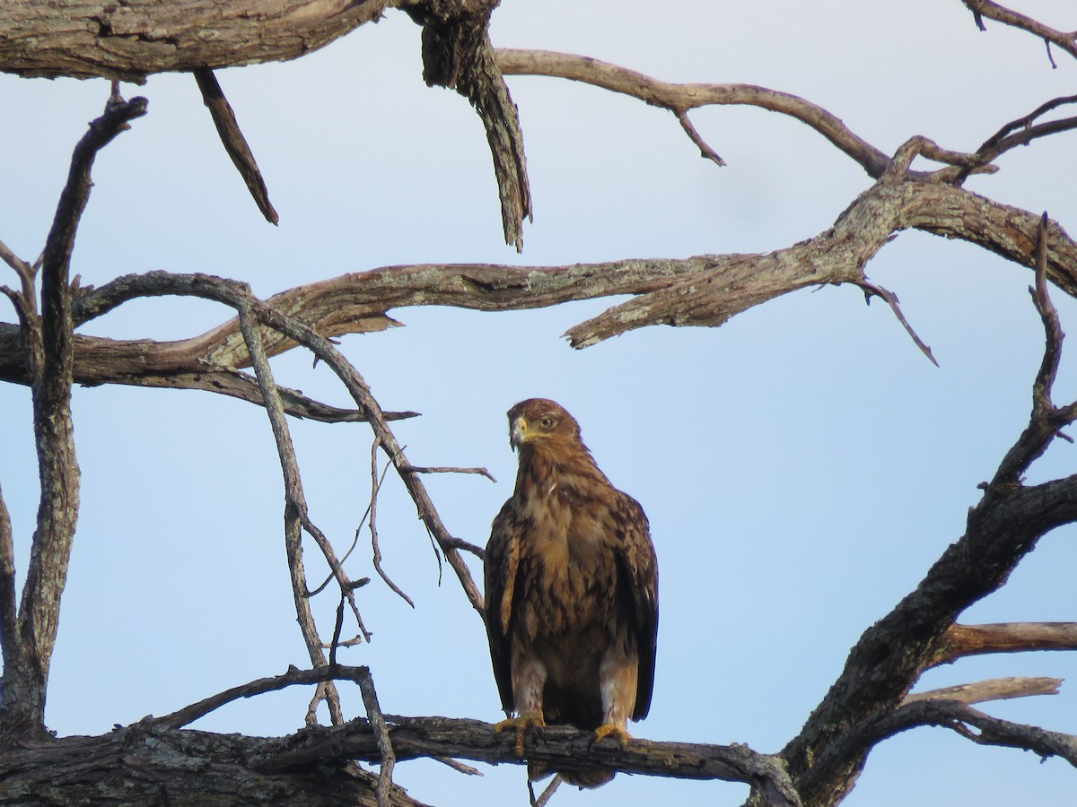 savanneørn - ML645953074