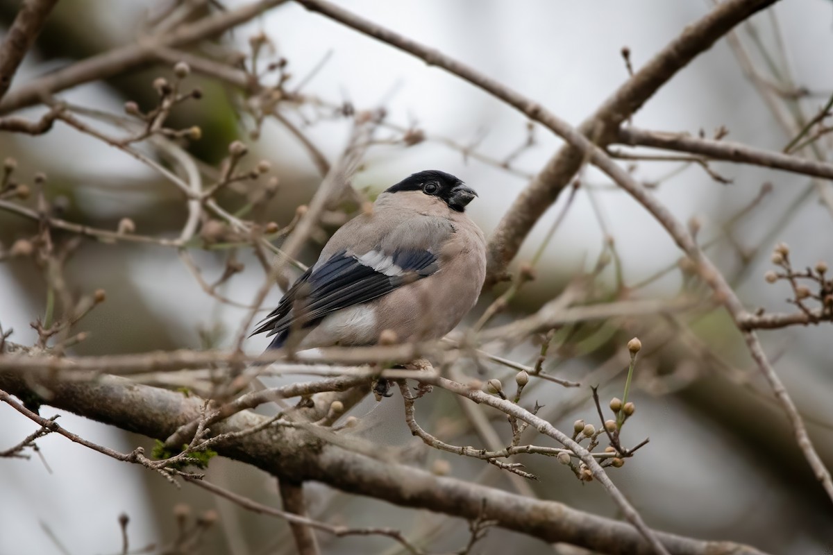 Eurasian Bullfinch - ML645953075