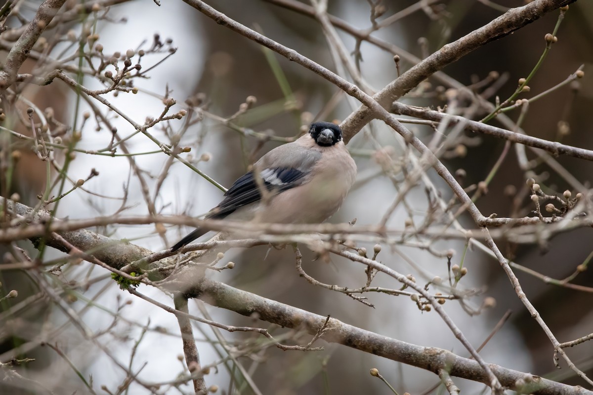 Eurasian Bullfinch - ML645953076