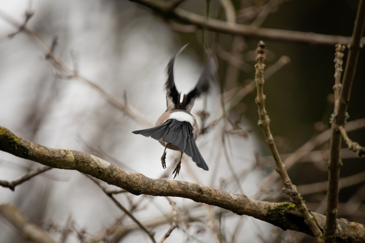 Eurasian Bullfinch - ML645953077