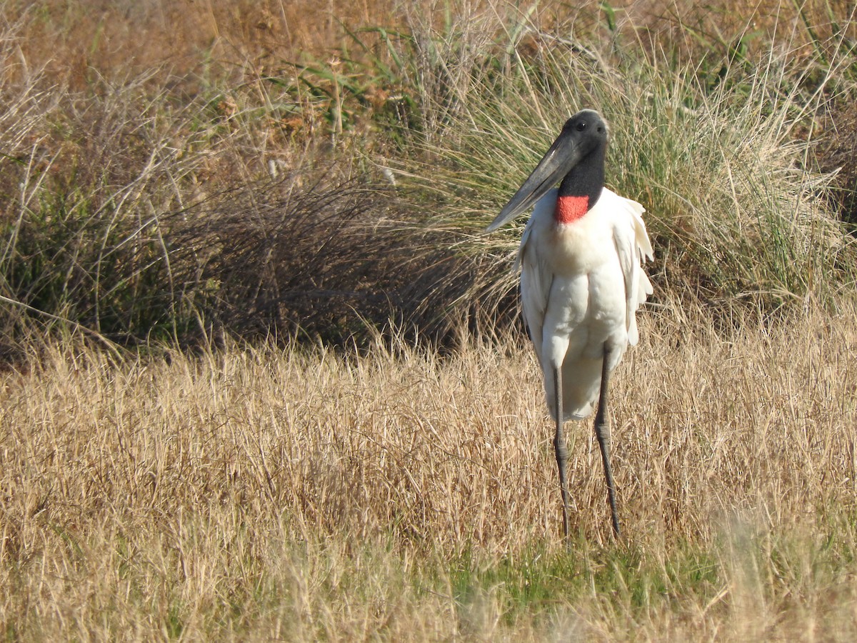 Jabiru - ML645953078