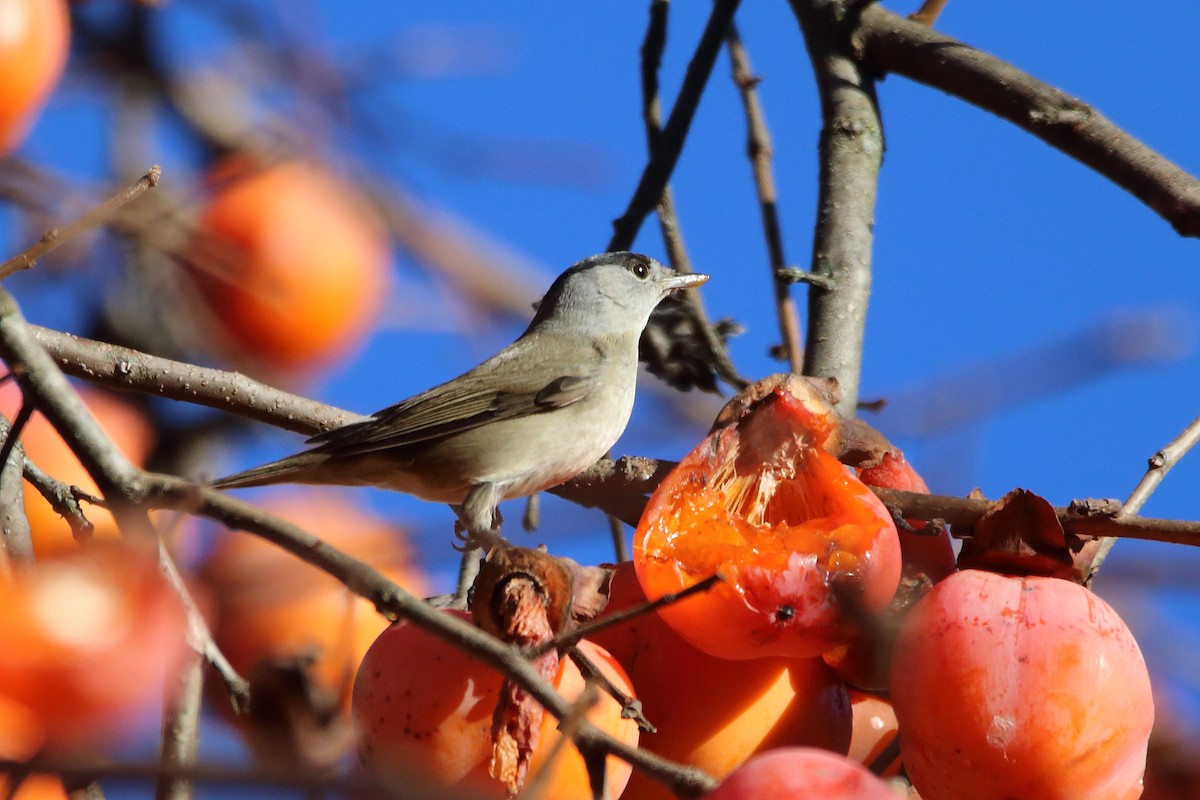 Eurasian Blackcap - ML645953082