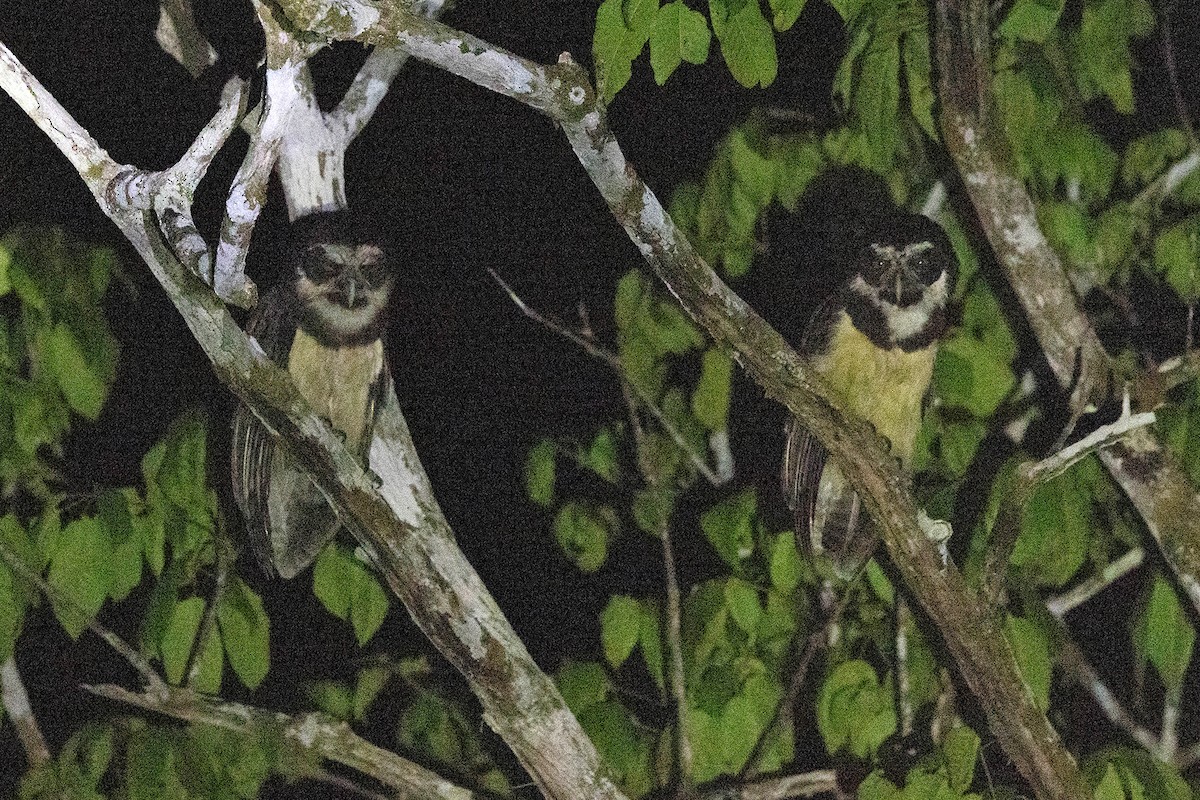 Spectacled Owl - ML645953083