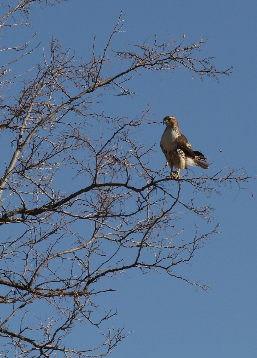 Red-tailed Hawk - ML645953102