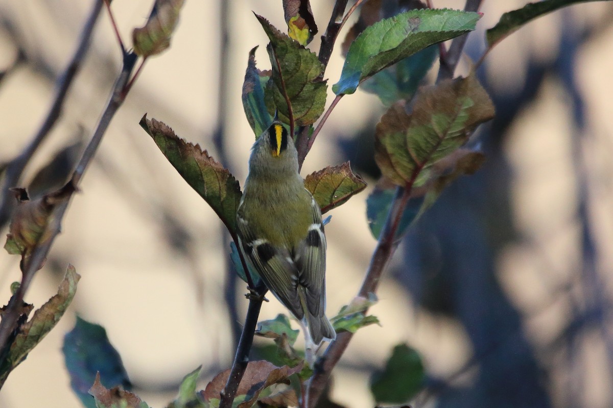 Goldcrest - ML645953103