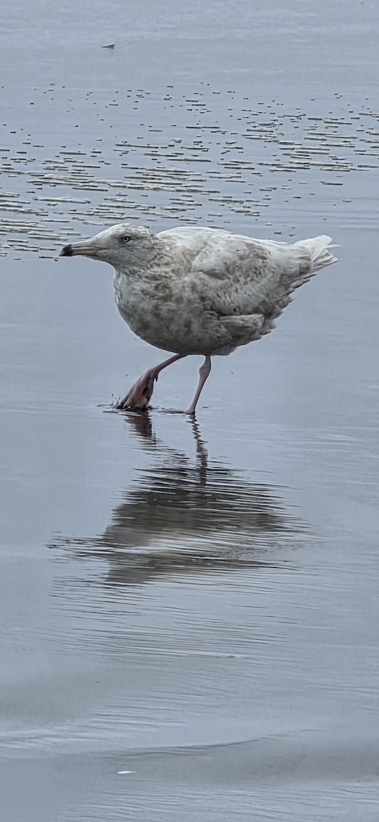 Ipar-kaioa - ML645953124