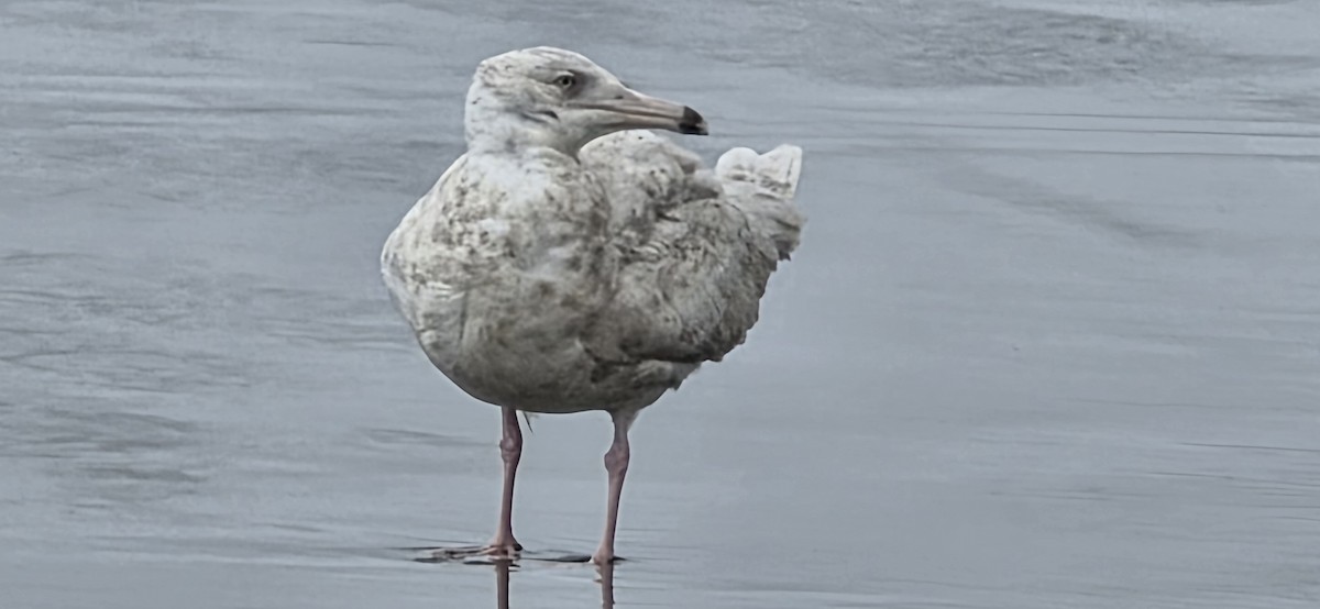 Ipar-kaioa - ML645953125