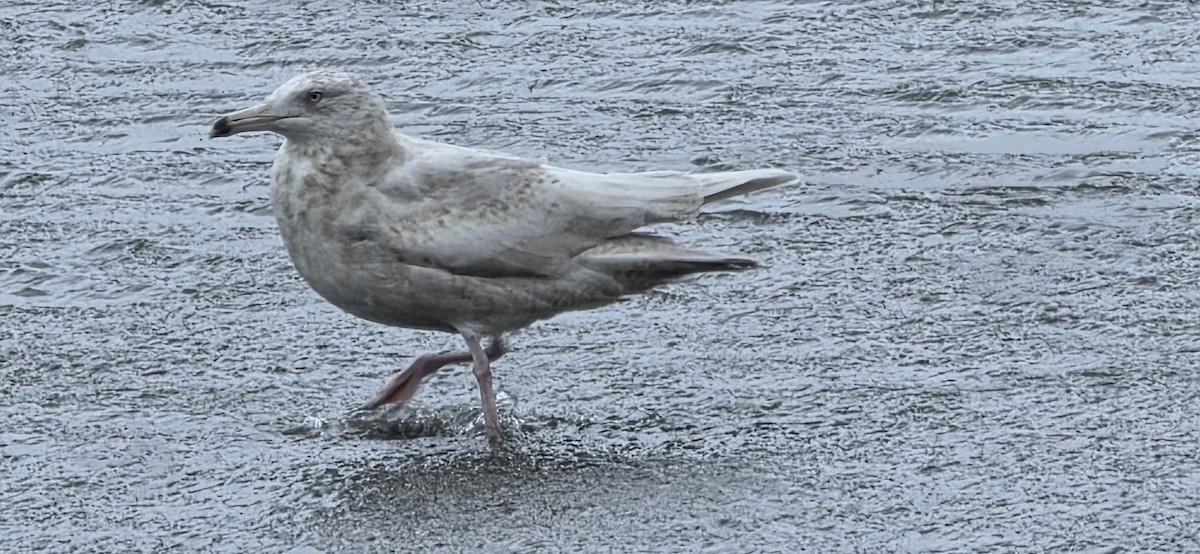 Ipar-kaioa - ML645953126