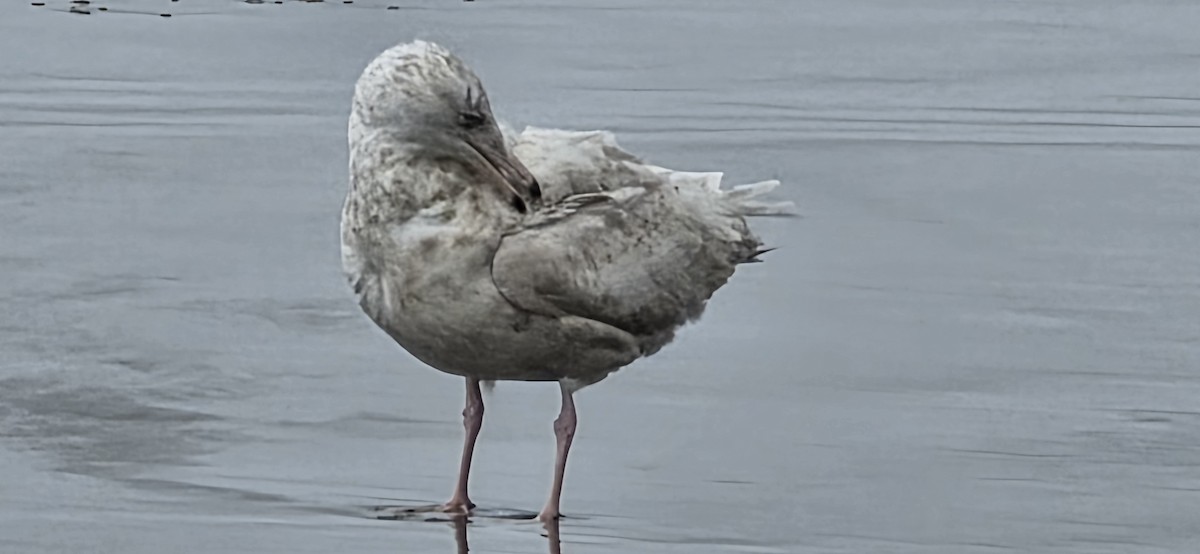 Ipar-kaioa - ML645953127