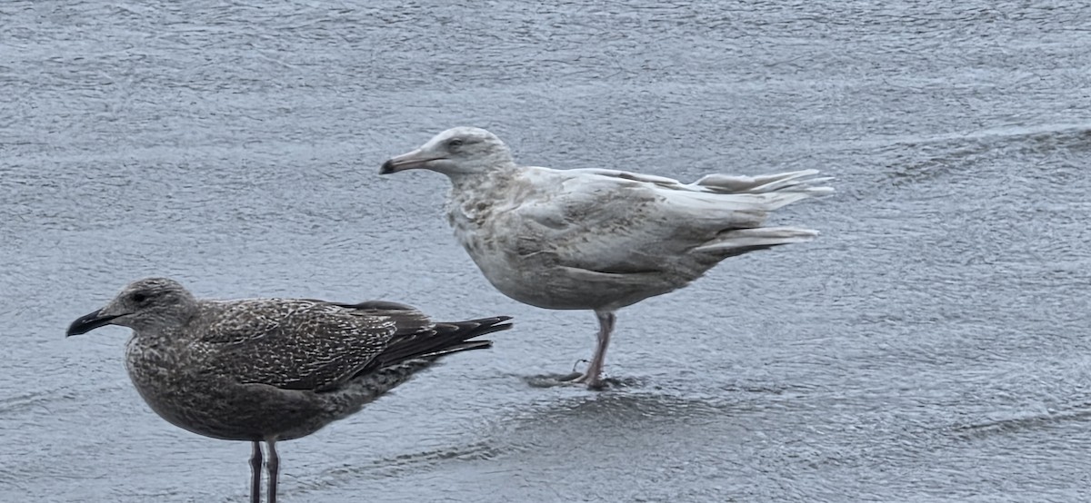 Ipar-kaioa - ML645953128