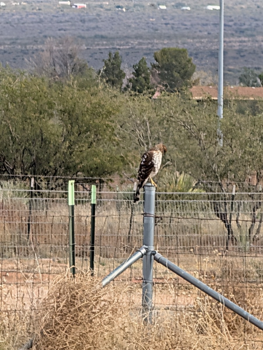 クーパーハイタカ - ML645953130