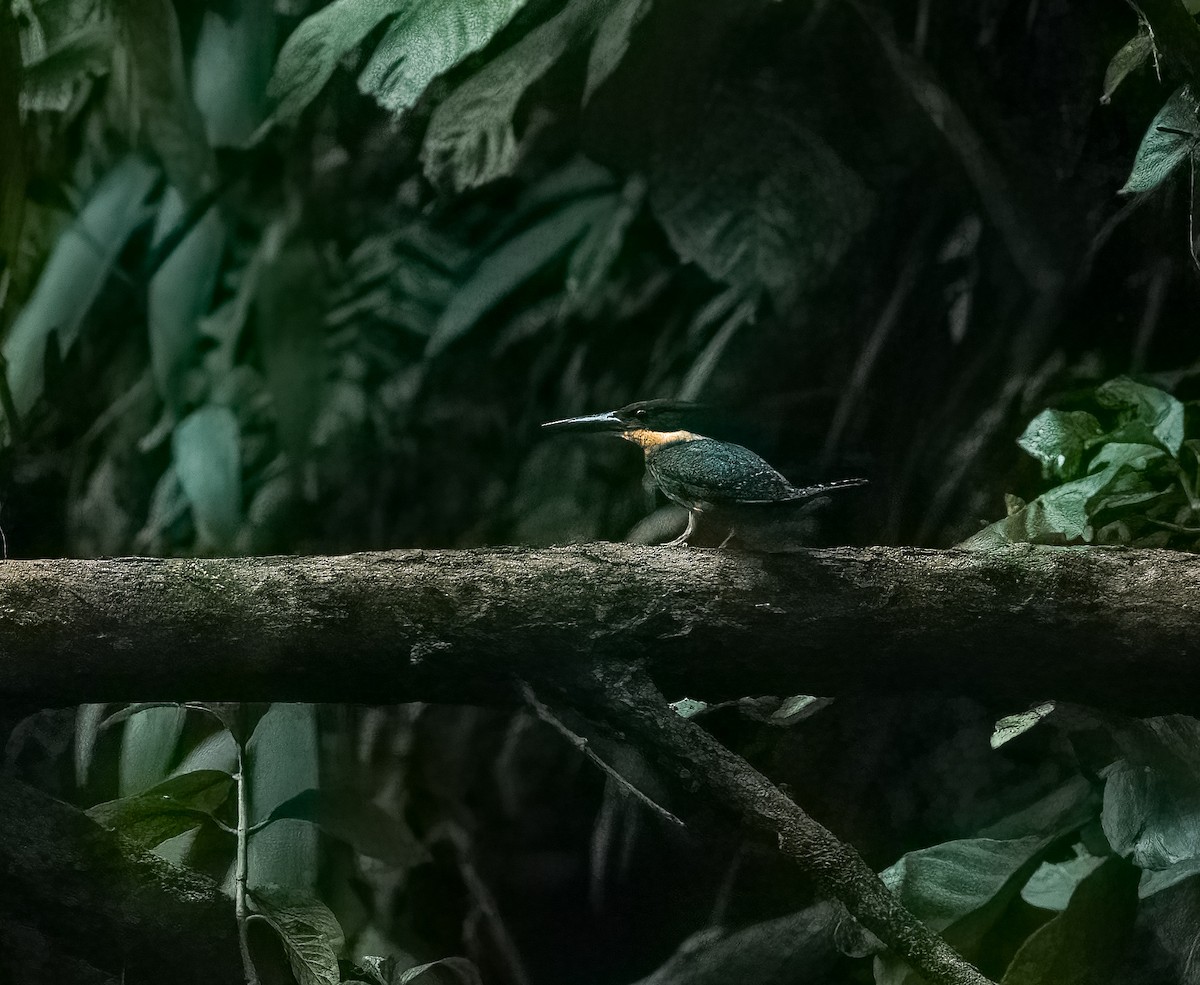 Green-and-rufous Kingfisher - ML645953132