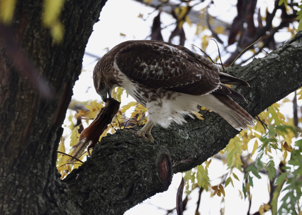 Red-tailed Hawk - ML645953135